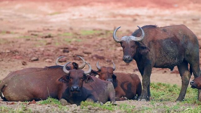 African Buffalos grazing in Uganda flat grassland
