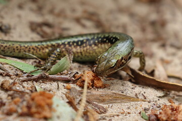 skink