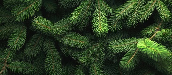 Festive close-up of lush green coniferous branches with intricate needle details capturing the essence of Christmas spirit and holiday joy