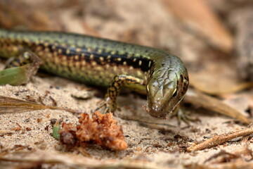 skink