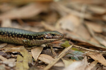 skink