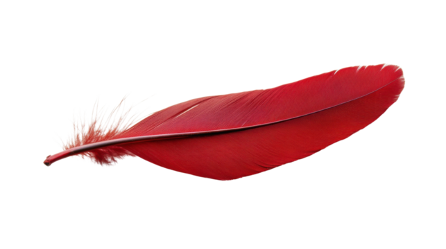 Vibrant red feather isolated on transparent background