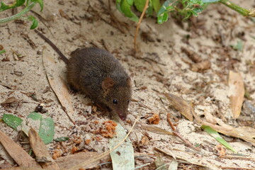 antechinus