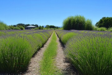 Obraz premium Vibrant Symmetrical Lavender Fields Under Clear Blue Sky with Midday Sunlight Creating Breathtaking Visual Harmony in Nature's Beauty