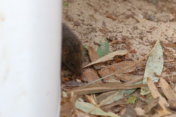 antechinus