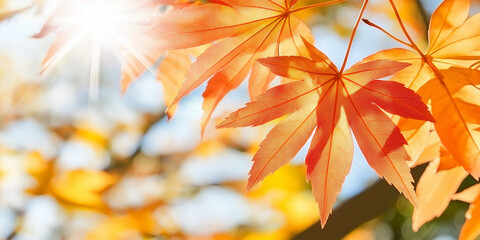 Golden Autumn Leaves in Warm Sunlight
