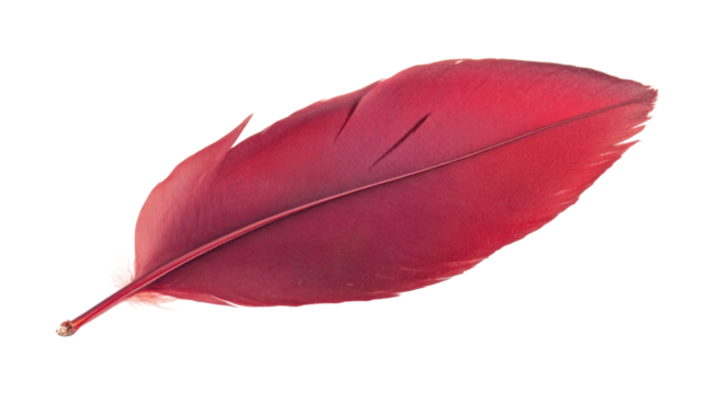 Bright red feather floating on transparent background