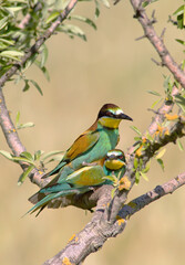 bee eater perched on branch Gruccione, Merops apiaster, Berchidda (Olbia) Sardegna. Italia