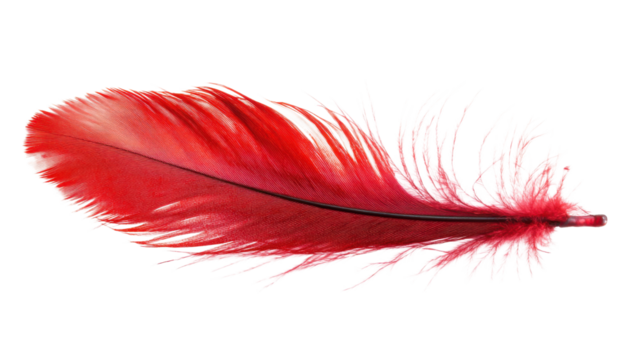 Single red feather floating on transparent background