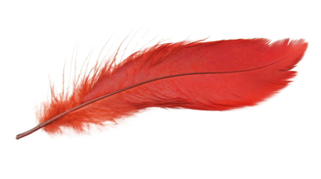 Bright red feather isolated on transparent background