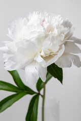 White peony in a glass vase, Festiva Maxima peony, Couronne d'Or peony, white peony with pink center, white flower on white background