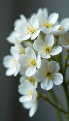 Obraz premium Dried gypsophila, intricate detail, ethereal white blooms , plant, botanical, dried flowers