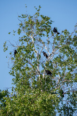 Crows perched on a birch tree with green leaves.