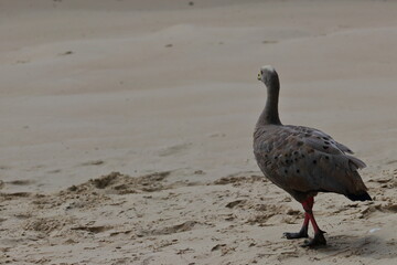 cape barren goose