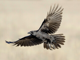 Flying Crow