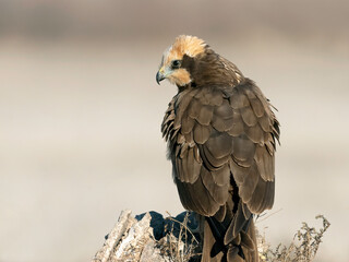 Marsh Harrier