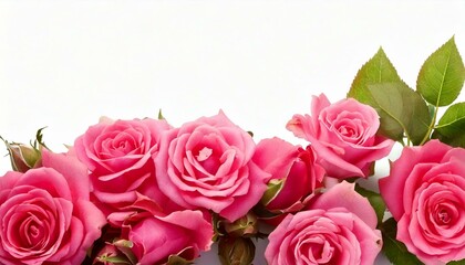 Obraz premium pink rose isolated on white background 