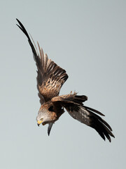 Red Kite flying