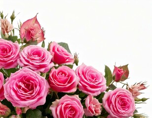 Obraz premium pink rose isolated on white background 