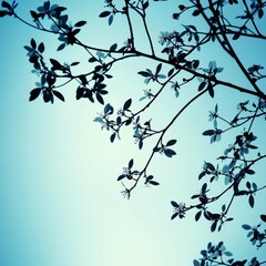 Serene Spring Blossom Silhouette Against a Pale Blue Sky