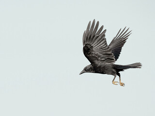 Flying Crow