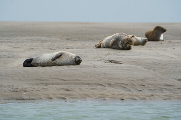 phoque berck plage