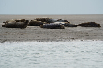 phoque berck plage © francois