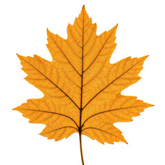 Fototapeta premium Autumn symbol leaf on transparent background. AI generated image banner, poster or sticker. electronic, social or print media post icon. Symbol of change, transition, renewal, and the flow of energy.
