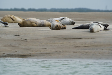 phoque berck plage