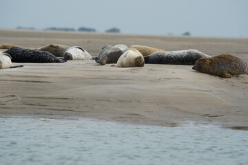 phoque berck plage © francois