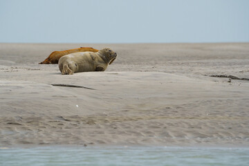 phoque berck plage © francois