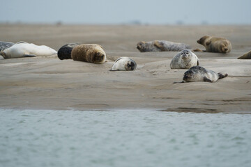 phoque berck plage © francois