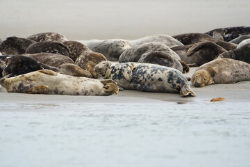 phoque berck plage © francois
