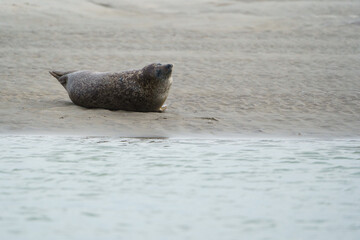 phoque berck plage © francois