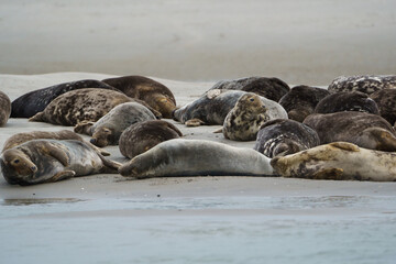 phoque berck plage © francois