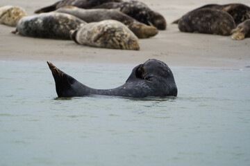 phoque berck plage © francois