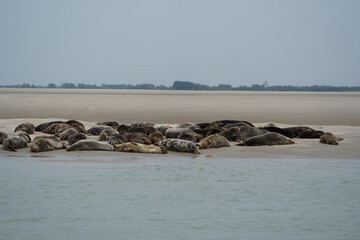 phoque berck plage © francois