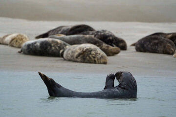 phoque berck plage © francois
