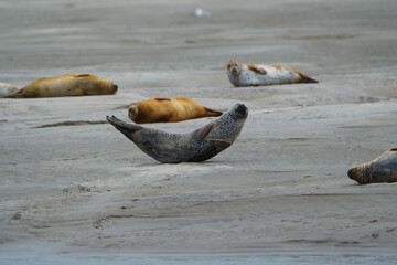 phoque berck plage © francois