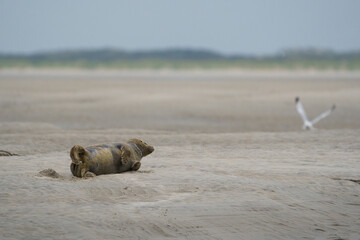 phoque berck plage © francois