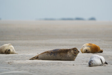 phoque berck plage © francois