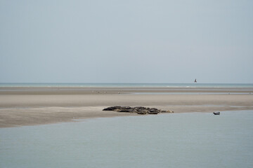 phoque berck plage © francois
