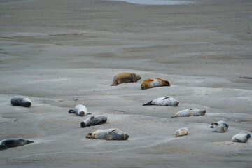 phoque berck plage © francois