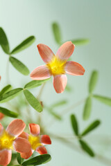 frangipani flowers on a green background