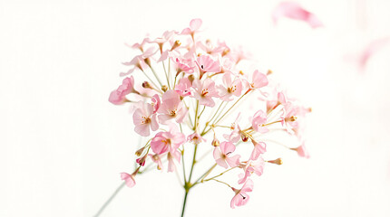 Dreamy Sakura Blossoms: Delicate Pink Watercolor Cherry Blossom Branch"
