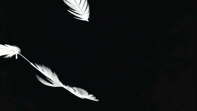White Feathers Drifting Through the Air on a Black