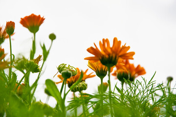 Beautiful blooming healing yellow and orange calendula plant	