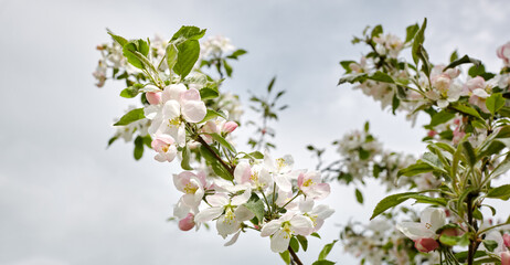 Blooming branch of a apple tree. Flowering apple tree. Soft focus image of blooms tree in spring time