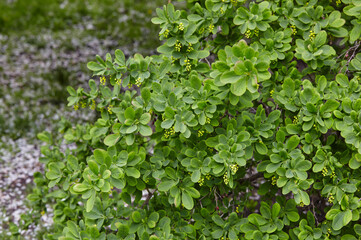 Beautiful unripe barberry bush in the spring garden. Family name Berberidaceae, Scientific name Berberis. Blurred image, selective focus