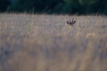chevreuil © francois